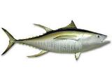 Yellowfin Tuna Fish Mount Fiberglass 52 inch